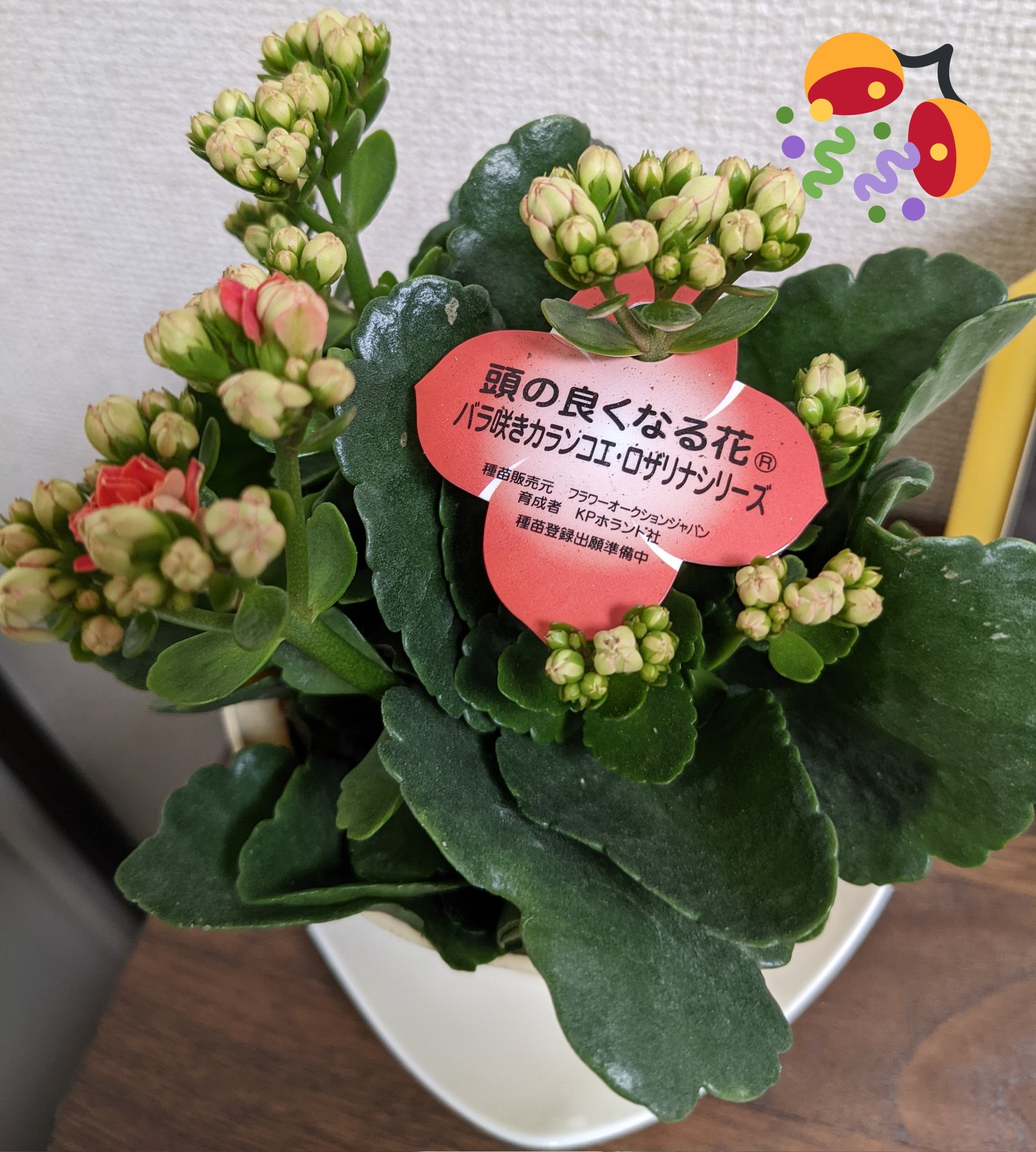 頭の良くなる花 Twitter Search Twitter