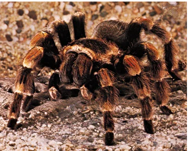 Rachelc24122995's tweet photo. @PlayAdoptMe 👻🎃😍please can we get a skeleton tarantula for this Halloween or even a normal one I really need a ride spider xd https://t.co/MyYj9QYgoK