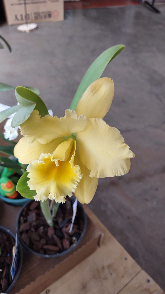 CacadorL's tweet photo. orquídeas: Orquídeas Brancas e Coloridas... 19 9 8407-3337 https://t.co/o2VtqDlbD0 
Marcadores: coloridas, orquidea, orquídea, Orquideas, orquídeas brancas, orquídeas brancas e coloridas https://t.co/lr9fxkz4kD