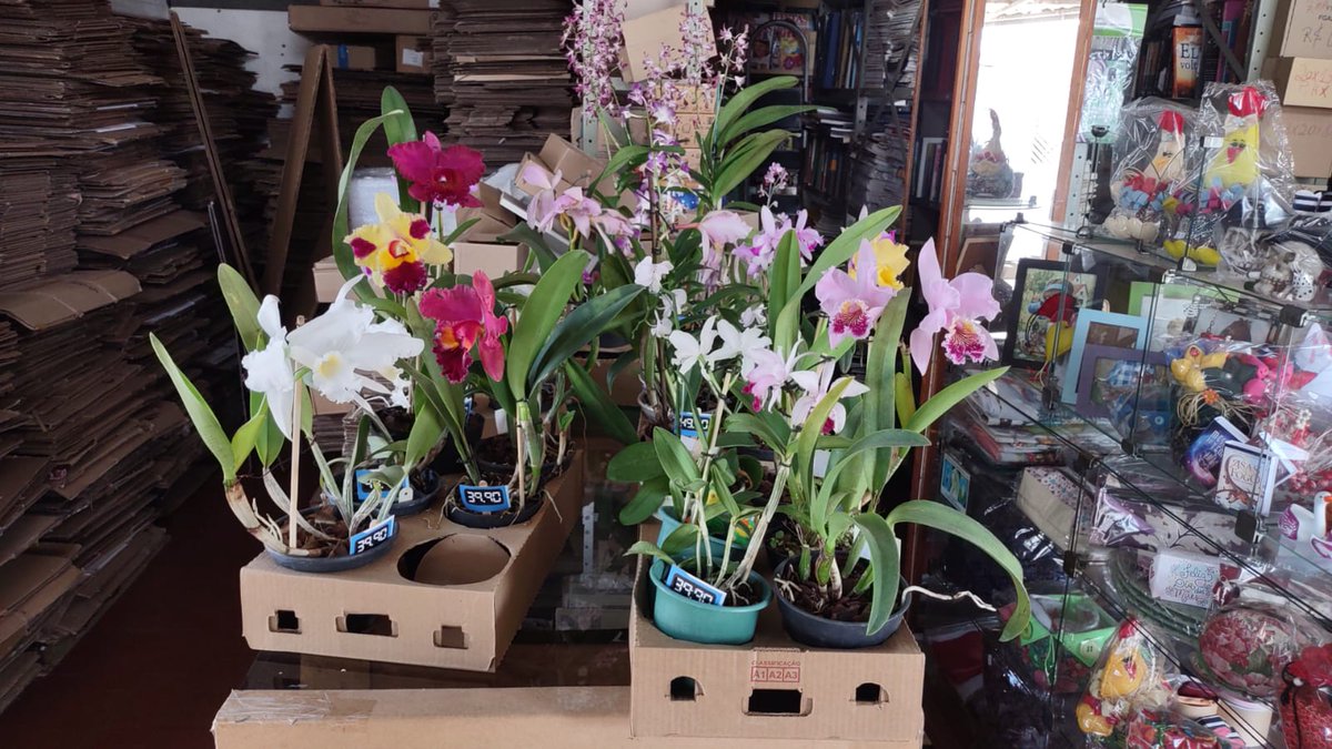 CacadorL's tweet photo. orquídeas: Orquídeas Brancas e Coloridas... 19 9 8407-3337 https://t.co/o2VtqDlbD0 
Marcadores: coloridas, orquidea, orquídea, Orquideas, orquídeas brancas, orquídeas brancas e coloridas https://t.co/lr9fxkz4kD