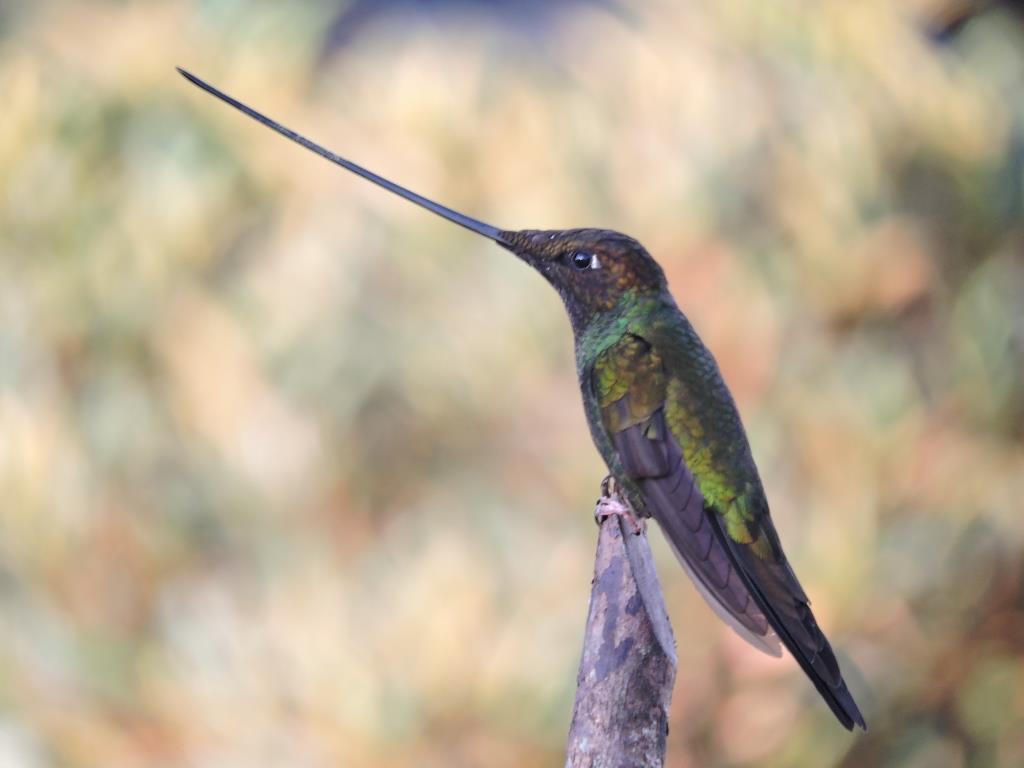 birdwatchingcol's tweet photo. Hey, I am the bird hummingbird and I am one of the most exotic birds as I have the longest beak in the world.🤩 I like to live in the humid mountains of the Colombian Andes and take nectar from the Pasifloras.
✈ Check our set departure https://t.co/a64oSv44VF #TweetWatching https://t.co/FYWZbE0MUR