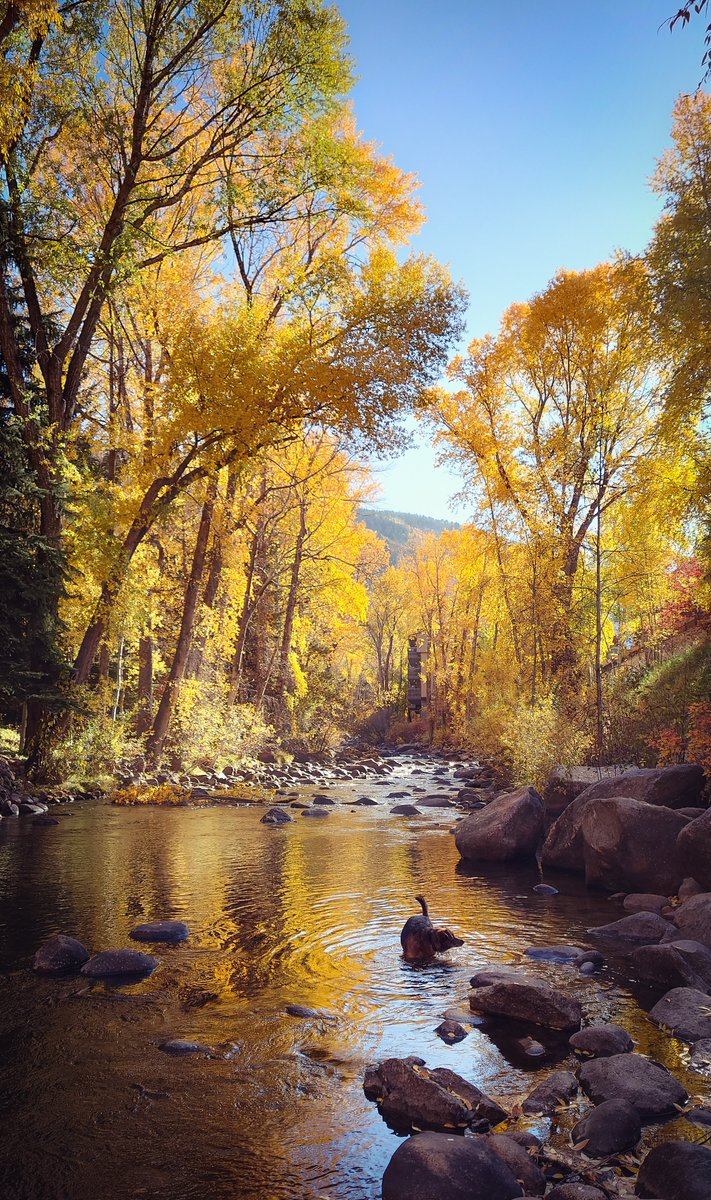 cbccabins's tweet photo. Fall is coming ππ
.
.
.
#colorado #visitcolorado #visitevergreen #evergreen #evergreencolorado #coloradolife #coloradogram #coloradoinstagram #coloradoliving #coloradotraveltips #colorado_photography #coloradolove #coloradolive #coloradophoto #coloradophotography #coloradohike https://t.co/JTnTrObORl