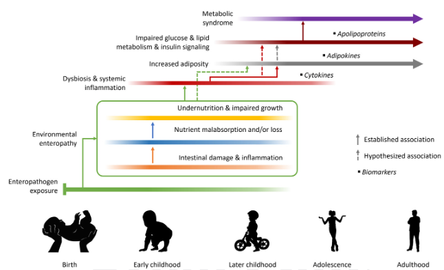 #Enteropathy Markers in Early Life Were Associated with Adipokine, Apolipoprotein, and Cytokine Profiles Consistent with an Adverse Cardiometabolic Disease Risk Profile Later in Childhood in a Peruvian Birth Cohort doi.org/10.4269/ajtmh.…