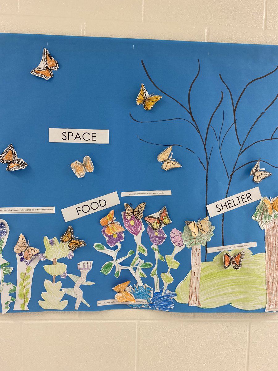 Andrea Otarola (@mrsotarola) on Twitter photo Milkweed and Monarchs, OH MY! Second grade is SO excited about our monarch unit! Take a look at our beautiful habitat and our own real life caterpillar enjoying its breakfast! <a href="/GrahamRoadES/">Graham Road ES</a> Milkweed and Monarchs, OH MY! Second grade is SO excited about our monarch unit! Take a look at our beautiful habitat and our own real life caterpillar enjoying its breakfast! <a href="/GrahamRoadES/">Graham Road ES</a>