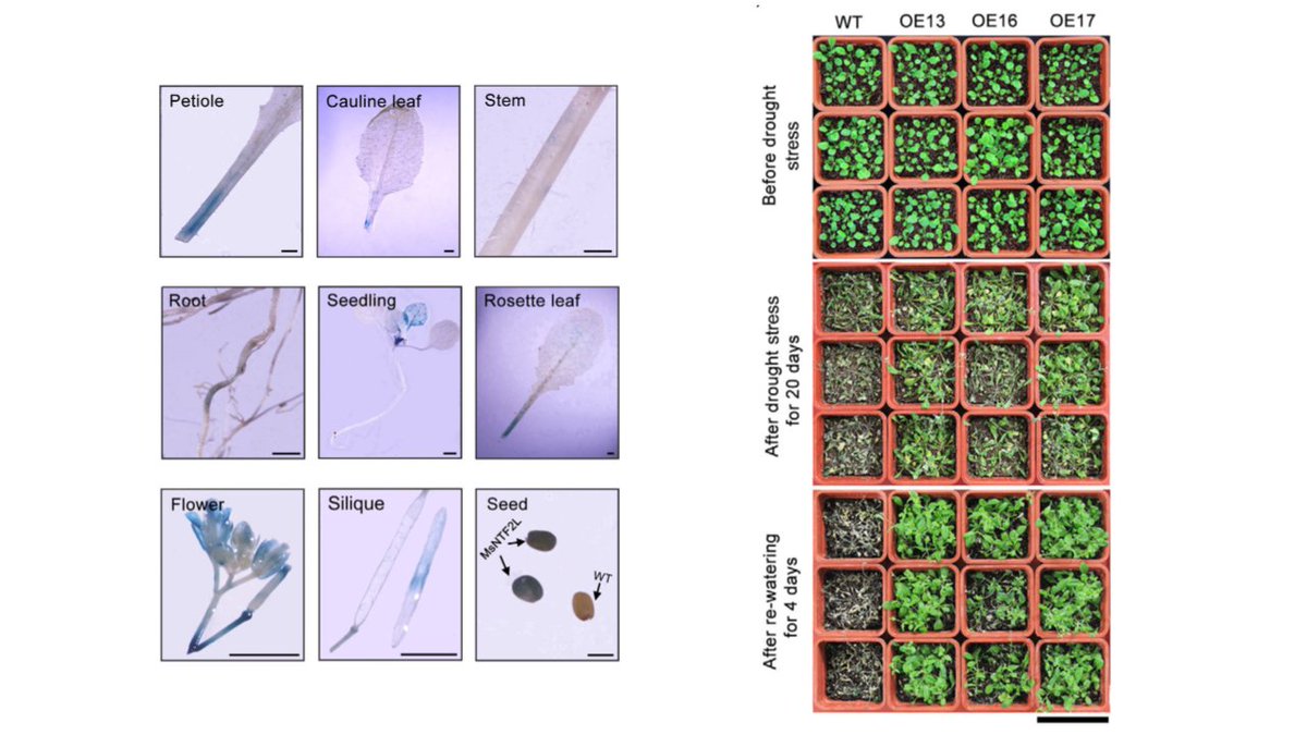 ThePlantJournal's tweet photo. Check out how NUCLEAR TRANSPORT FACTOR 2-LIKE (MsNTF2L) improves drought tolerance in alfalfa: 
👉🌱🌞https://t.co/S9MksVctd5 https://t.co/hj87GRdZmD