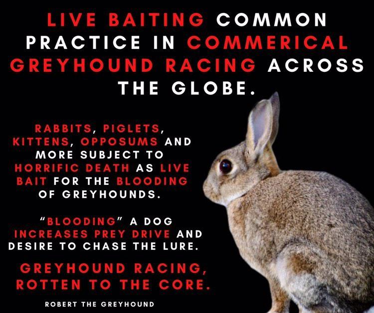 GreyhoundRobert's tweet photo. #Rabbit changing hands at Tralee Greyhound Stadium one of many small animals subjected to horrific, torturous death at jaws of #Greyhounds being blooded for Sport. Greyhound Racing, Rotten to the Core. #BanGreyhoundRacing #LiveBaiting #GreyhoundRacing #YouBetTheyDie https://t.co/vE2KEXDots