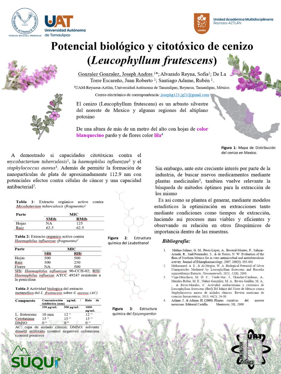 JosephAG23's tweet photo. Hola comunidad @suqui2022, este es mi trabajo: “El cenizo (Leucophyllum frutescens) potencial fuente de fitoquímicos con efectos a la salud humana” #suqui2022 #bioP43 #uat #uamra #iq https://t.co/kreE7TszM7