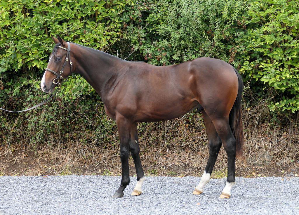 lallinecseb's tweet photo. 💥September Yearling Sale💥 @tatts_ireland Lot 232: Colt by @coolmorestud #HomeOfChampions SIOUX NATION, Sire of 2 Group 3 Winners and 33 individuals winners on its first crop 2yo                                                  Consigned by Philipstown Stables https://t.co/sx4STbPE9u