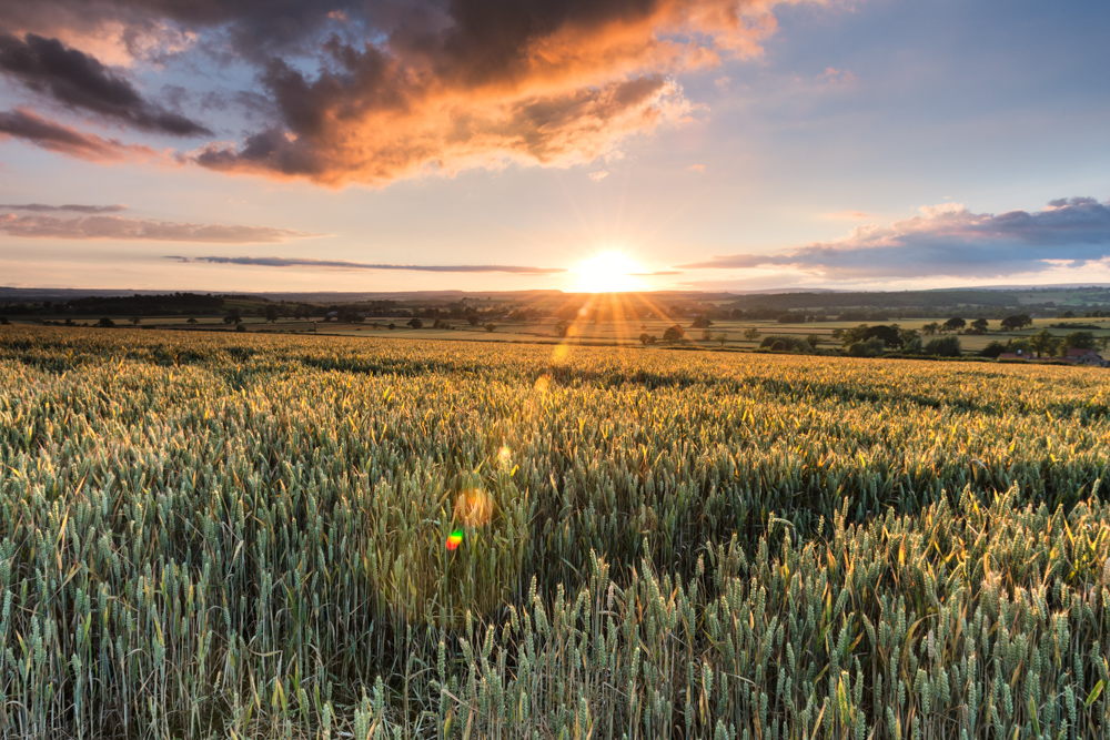 VisitPickering tweet media