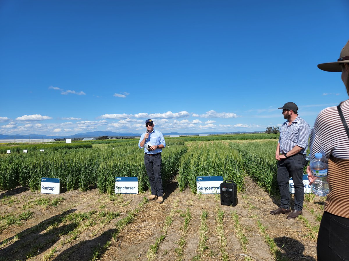 lush_douglas's tweet photo. PBI Narrabri field day was a great success. Lots of sun and engaging talks.
@lmeiqin discussed all things breeding in the panel session.
I talked about our wheat varieties covering maturities from #Sunmax to #Sunprime
Thanks to @kapcejevs & the @agtbreeding Narrabri team. https://t.co/gsam5udsLP