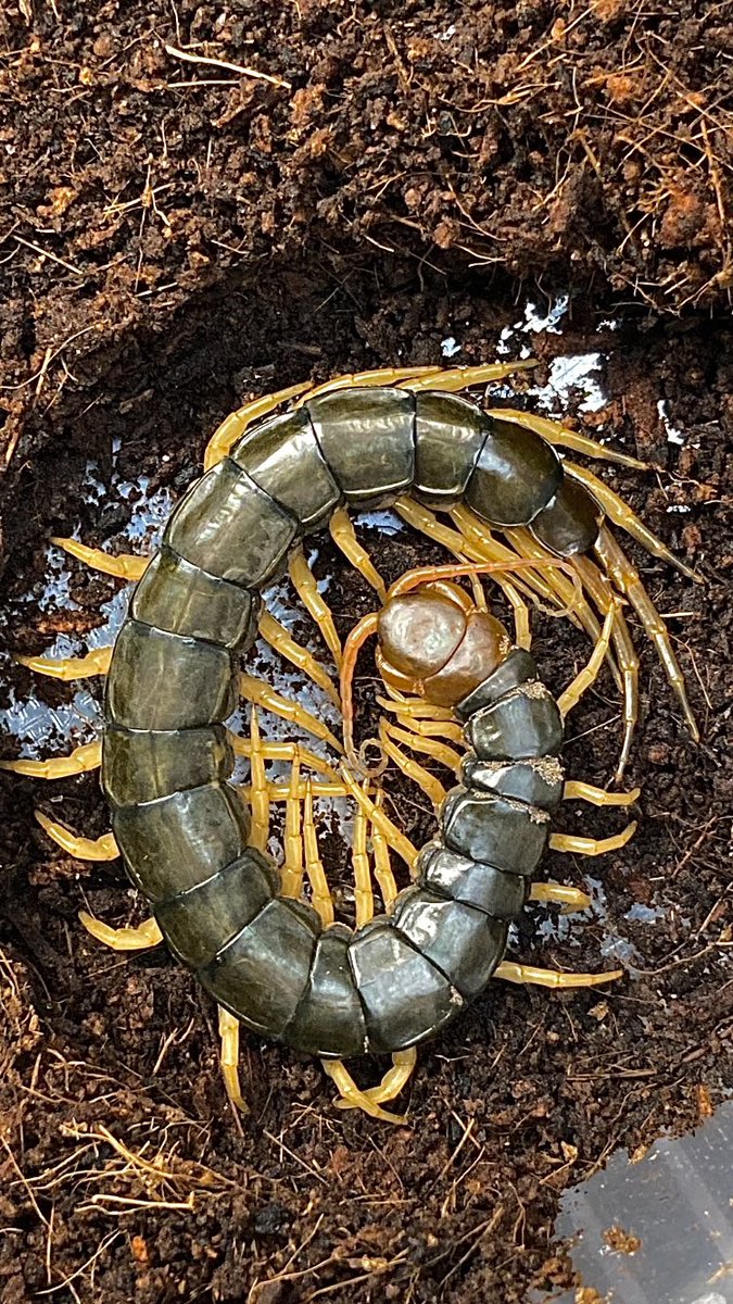 期間限定特別価格 シャンクスとムカデ Fizjoterapia Waw Pl