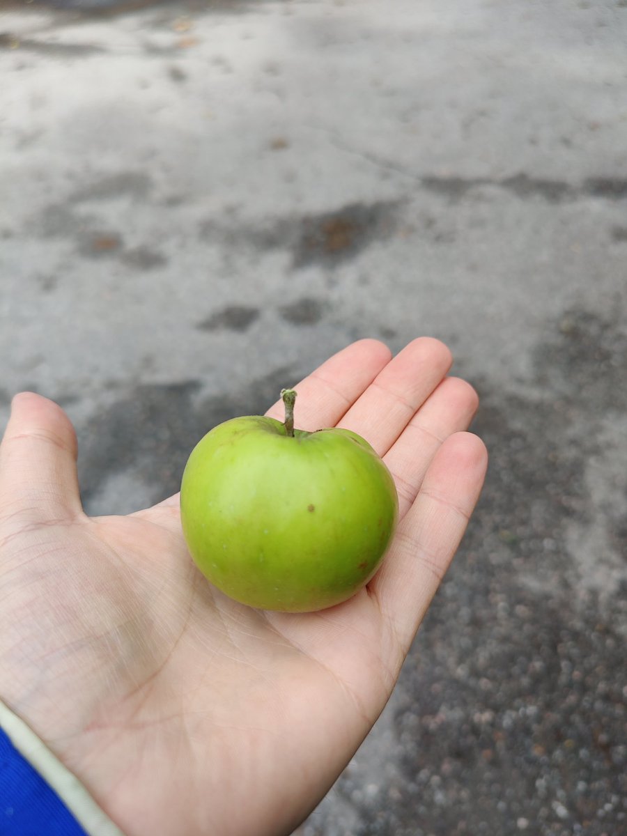 Då tackar vi @leo_wallentin för fruktkartan.se 
Det visade sig att granvenstein (äpplets Rolls-Royce) växer väldigt nära mitt hem. Nu måste jag bara skaffa en stege, eller en lång pinne.