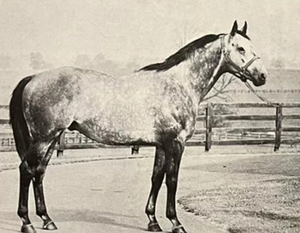 HORSERACING1002's tweet photo. DANCER'S IMAGE🇺🇸(NATIVE DANCER)#DancersImage a Stakes winner 🏆 in USA 🇺🇸and Canada 🇨🇦. 1967 champion 2yo Colt in Canada 🇨🇦. Dq @KentuckyDerby . Sired 31 sw. Leading sire in Japan🇯🇵. Stood at Maryland🇺🇸,Ireland🇮🇪,France 🇫🇷and Japan 🇯🇵. https://t.co/qmwYSeHEI9