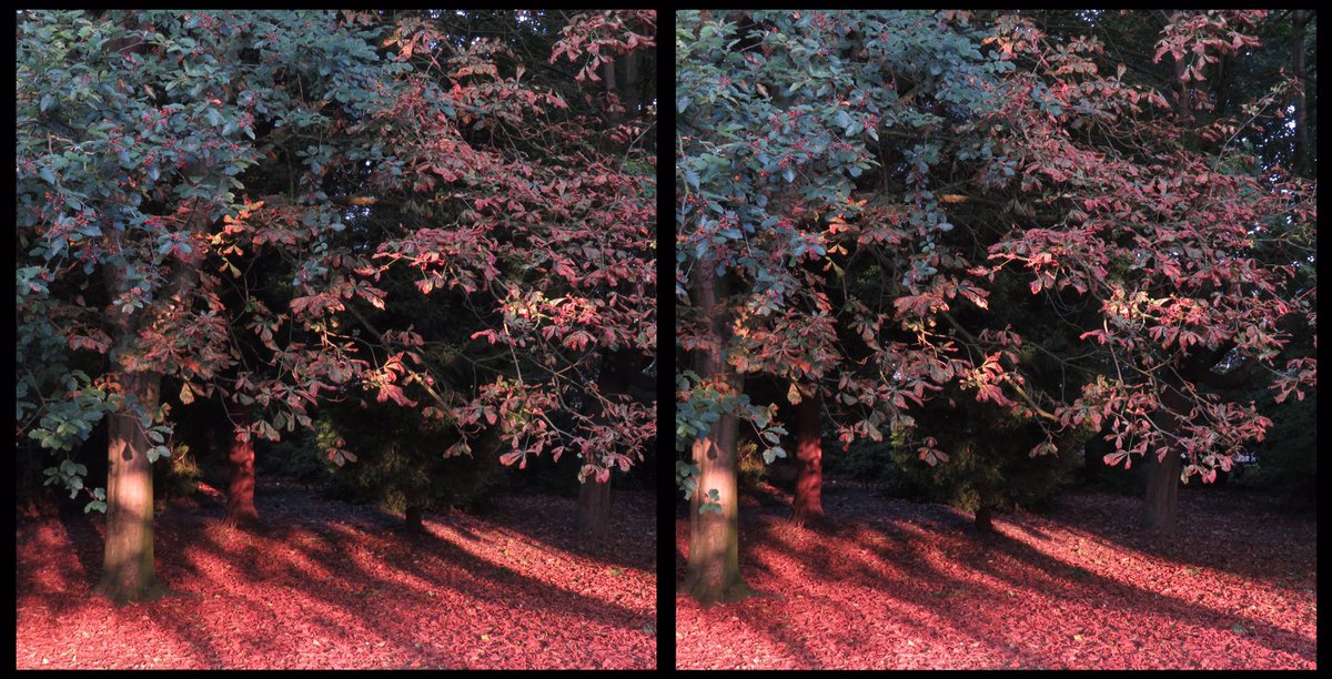 Pearson Park, Hull this morning. 
For cross-eye viewing.