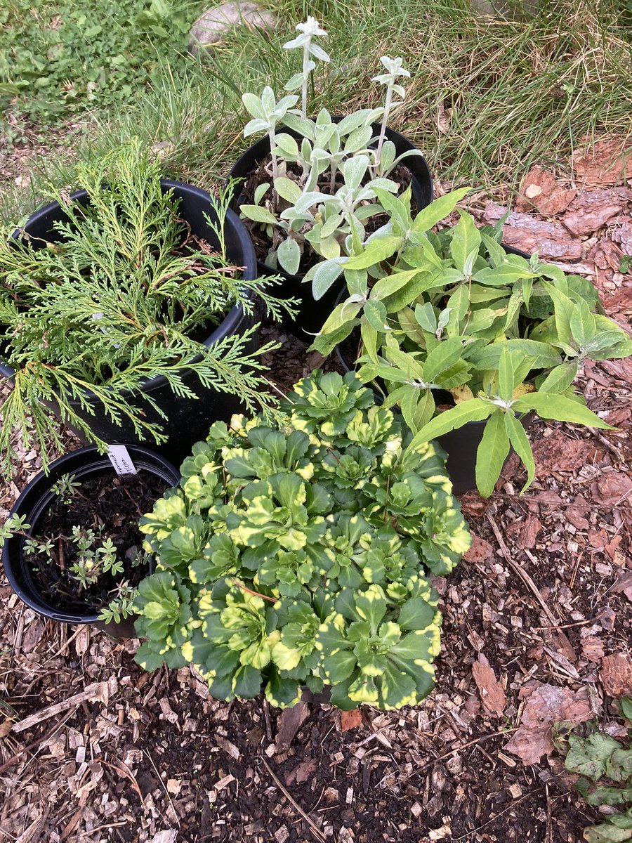 Selection of Cuttings taken earlier in the year: lambs lugs, leylandii, buddleia, cotoneaster, variegated London pride.
Outside always from day 1.
#gardening