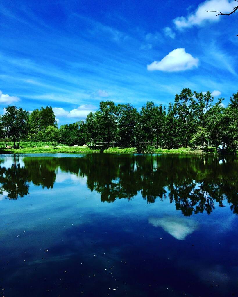 takuji_ichikawa's tweet image. #pondreflection #waterreflection #skyinthewater
