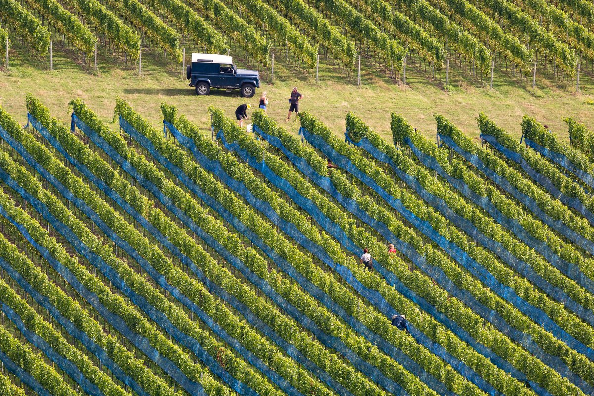Veraison is looking consistent across the Vineyard and all the netting will be up by the end of the week.
