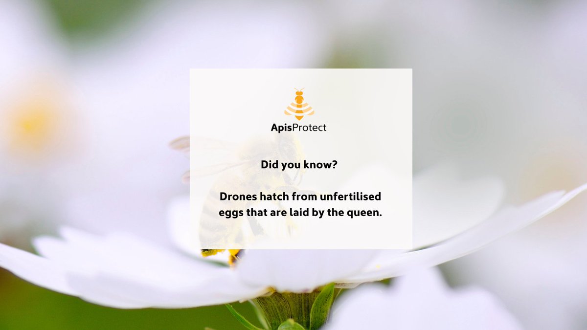 Fact of the day 🍯🐝

Did you know Drones hatch from unfertilised eggs that are laid by the queen?

#NationalhoneymonthUSA #Nationalhoneymonth #Nationalhoneymonth2022