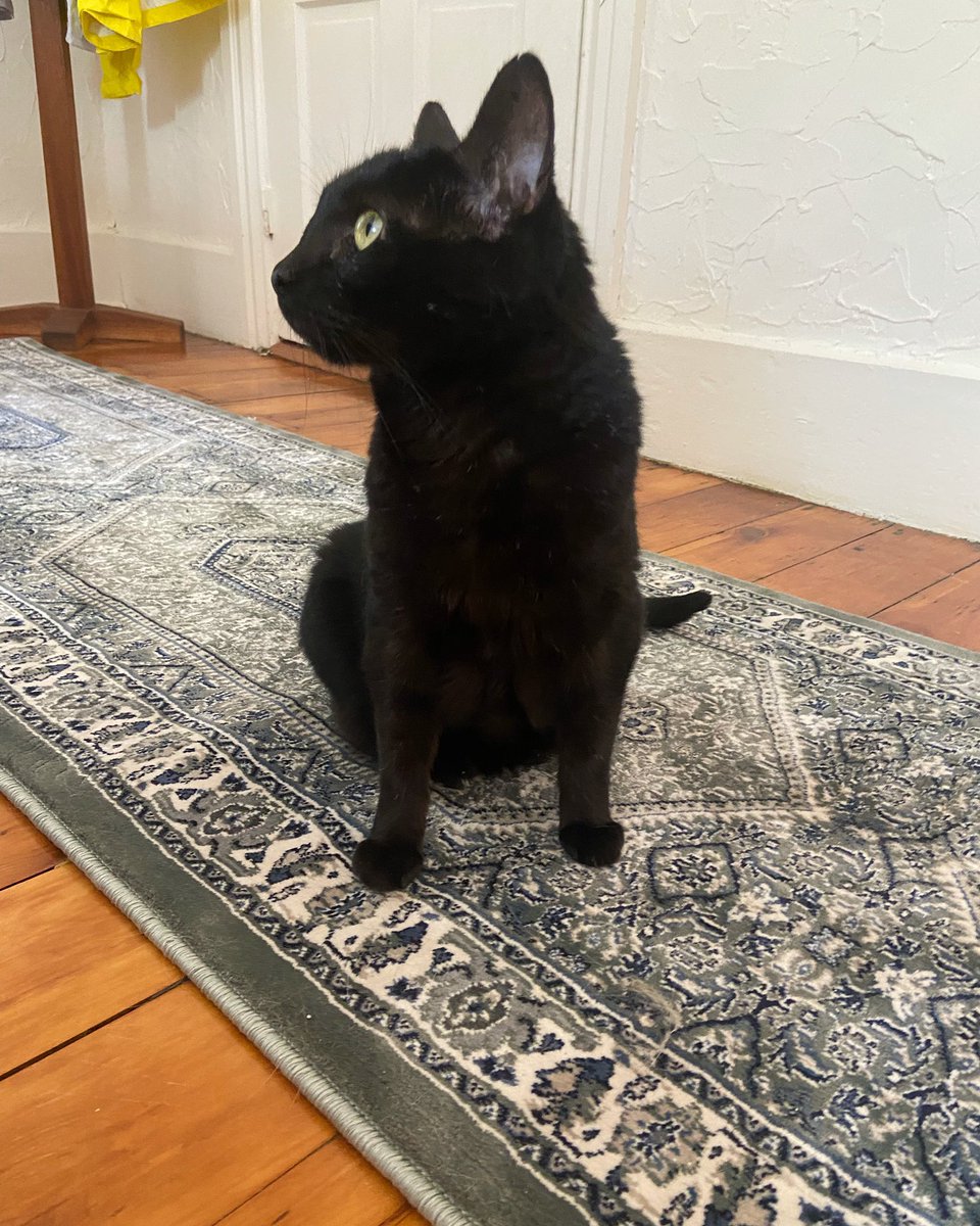 whimskers up to thee sky, frens! ees whimskers wemsdeday 🐱

#whiskerswednesday #catsofinstagram #CatsOfTwitter #cutecats #blackcats #humpday #themeemster
