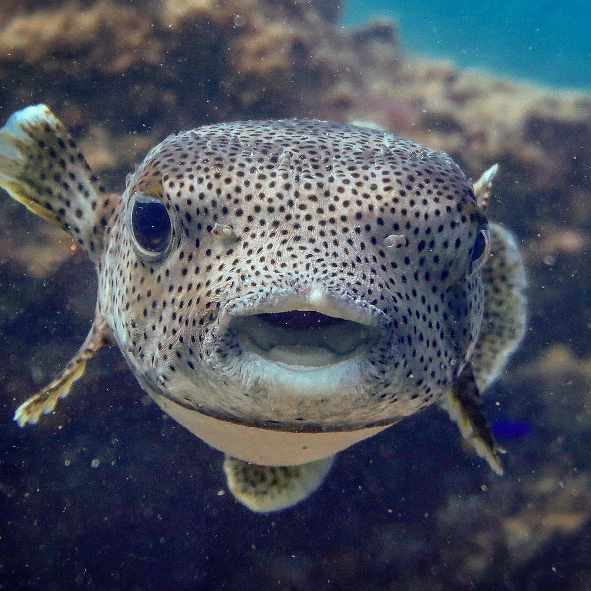 Coral reef ecology position just advertised at the Australian Institute of Marine Science! 😍 come join our wonderful Reef Ecology and Monitoring Program! #marinejobs aims.gov.au/about/careers-…