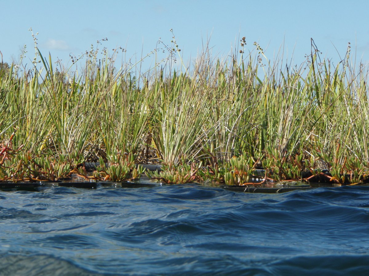 BeematsWetlands's tweet photo. 🧐How many species of #aquaticplants can you spot working in this #Beemat? Take a close look &amp; give us your best guess!

#Beemats #phytoremediation #waterquality #halophytes #macrophytes #environmentalengineering #environmentalscience #NPDES #TMDL #BMP https://t.co/28PqXKli1E