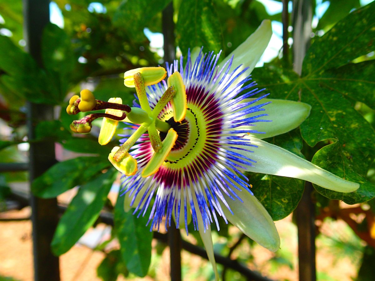 LondonFarmGarden (@ldnfarmgarden) on Twitter photo Join us behind Shaftesbury Avenue #TKMAXX on Friday 23rd Sept at 2pm for a Networking Tour of West End wildlife and community at The Phoenix Garden <a href="/phnxgdn/">The Phoenix Garden</a> farmgarden.org.uk/civicrm/event/… Join us behind Shaftesbury Avenue #TKMAXX on Friday 23rd Sept at 2pm for a Networking Tour of West End wildlife and community at The Phoenix Garden <a href="/phnxgdn/">The Phoenix Garden</a> farmgarden.org.uk/civicrm/event/…