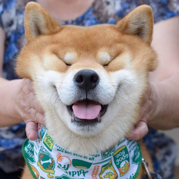 The Under Doge tweet media