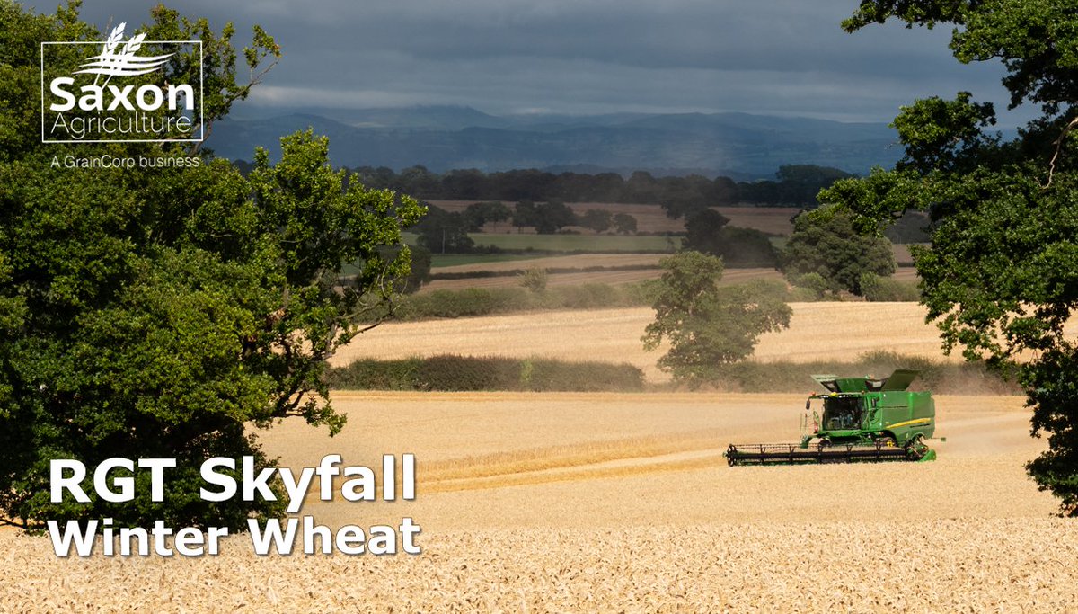SaxonAg's tweet photo. Group 1 milling wheat RGT Skyfall combines excellent sample quality and good growing characteristics including a flexible drilling window. Contact your Saxon representative for seed and our 2023 buyback options with an attractive min/max on Group 1’s. https://t.co/RvhyzfLcTq