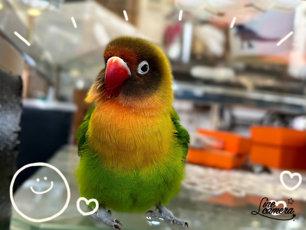 cym_obt's tweet photo. 今日の次女🐦三女🐦
三女は雛換羽?!でボッサボサ
特に頭は禿げかと思うほど😅

#ボタンインコ #ウロコインコ
#換羽 #インコ https://t.co/d39LrOSgTN