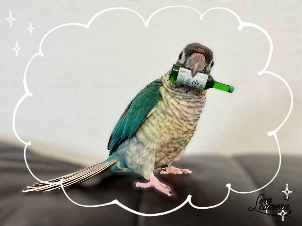 cym_obt's tweet photo. 今日の次女🐦三女🐦
三女は雛換羽?!でボッサボサ
特に頭は禿げかと思うほど😅

#ボタンインコ #ウロコインコ
#換羽 #インコ https://t.co/d39LrOSgTN