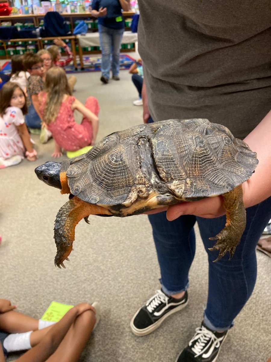 Seldens Landing Libr tweet media