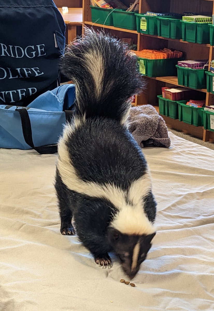 Seldens Landing Libr tweet media