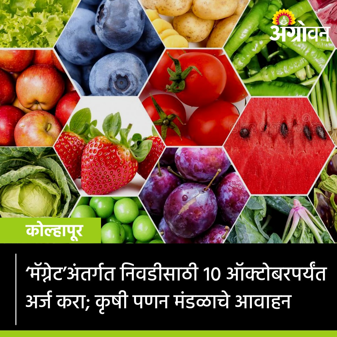 AGROWON's tweet photo. मॅग्नेट प्रकल्पाची अंमलबजावणी राज्यात महाराष्ट्र राज्य कृषी पणन मंडळामार्फत करण्यात येत असून, अर्ज सादर करण्यासाठीचा नमुना https://t.co/w4lC65Gay7 या संकेतस्थळावर उपलब्ध करून देण्यात आला आहे.
बातमी:
https://t.co/CqZ0eaiv1c
#Agrowon #AgricultureNews #MagnetProject #FPC #msamb https://t.co/01zdWA6NQw