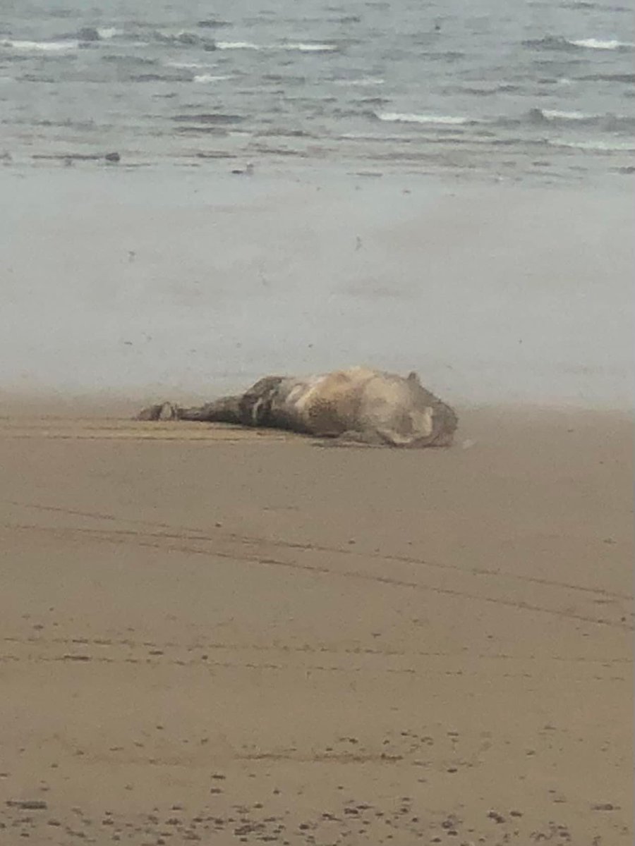 teessidenews85's tweet image. A group member has sent this photo in it looks like a walrus. They are just rolling it away and digging a big hole and burying it. No testing to see why it died😢