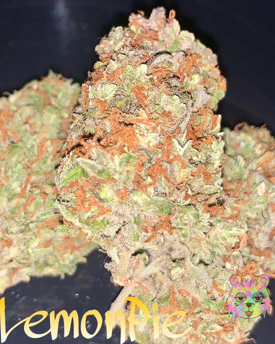 youngxkush's tweet photo. #Phuket #OG #SMOKE #BONG 
#BONGPARTY #joint #FATJOINT 
#PHUKETCANNABIS #KUSH #WEED
#Cannabis #WEEDPHUKET #SMOKEWEED
#420PHUKET #OGKUSH #GreenInferno
#Stonerday #stoner #HIGH #HIGHLAND
 #พันลำ #ดูดเนื้อ #กัญชาภูเก็ต #เร่ #แบะ #เป็ด
#งานโอจีภูเก็ต
#งานดอกภูเก็ต
#ขายเนื้อภูเก็ต https://t.co/cSgJwlPkVS