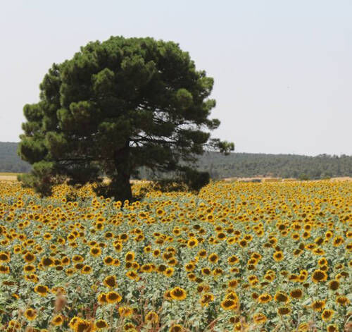 📊 Las #estimaciones del COPA-COGECA muestran un descenso del 6,8% en la producción de #cereales respecto a 2021, mientras que las #oleaginosas y proteaginosas aumentan. La sequía afectó especialmente al #maíz y el #trigo duro 🌾. Más información aquí 👇
bit.ly/3qwp58v