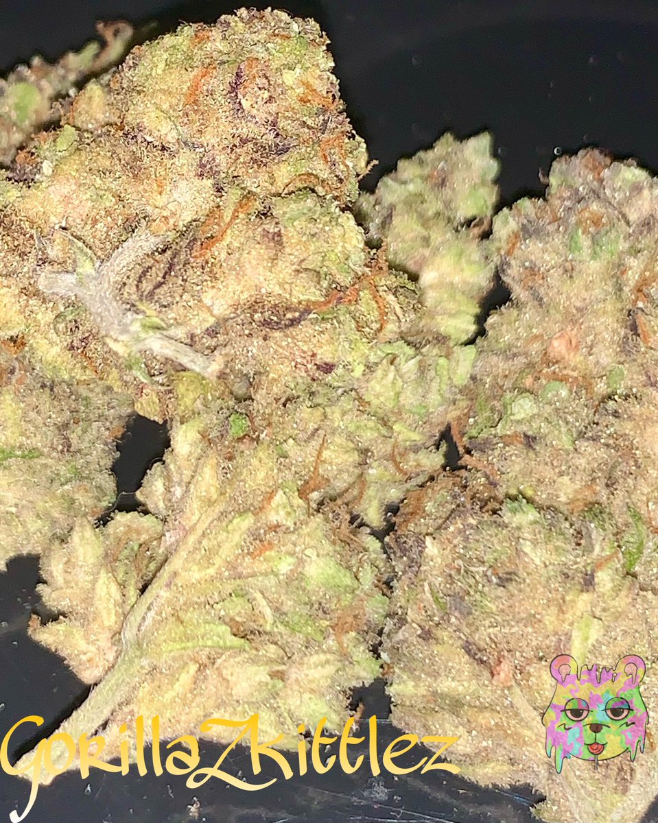 youngxkush's tweet photo. #Phuket #OG #SMOKE #BONG 
#BONGPARTY #joint #FATJOINT 
#PHUKETCANNABIS #KUSH #WEED
#Cannabis #WEEDPHUKET #SMOKEWEED
#420PHUKET #OGKUSH #GreenInferno
#Stonerday #stoner #HIGH #HIGHLAND
 #พันลำ #ดูดเนื้อ #กัญชาภูเก็ต #เร่ #แบะ #เป็ด
#งานโอจีภูเก็ต
#งานดอกภูเก็ต #phuketweed https://t.co/xTjfqUOPrm