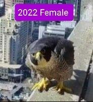 missyprim1's tweet image. #FalconWatch #FalconUpdate
#367CollinsFalcons 
This is the soap opera twist of the bird world. While Falcons pair for life. If something happens to one of the pair, they will pair bond with a new mate. We don't know what happened to the previous female.