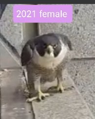 missyprim1's tweet image. #FalconWatch #FalconUpdate
#367CollinsFalcons 
This is the soap opera twist of the bird world. While Falcons pair for life. If something happens to one of the pair, they will pair bond with a new mate. We don't know what happened to the previous female.