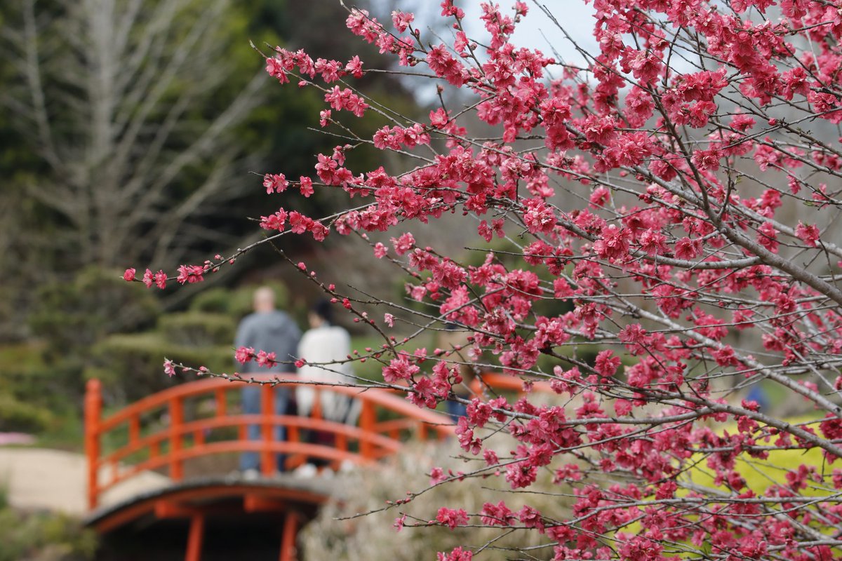 Jeffrey_Addison's tweet photo. Toowoomba Carnival of Flowers 2022
#TCOF
Sample showing..
Sat 10 and Sun 11 September
Japanese Gardens by @unisqaus https://t.co/wNc40kWDqf