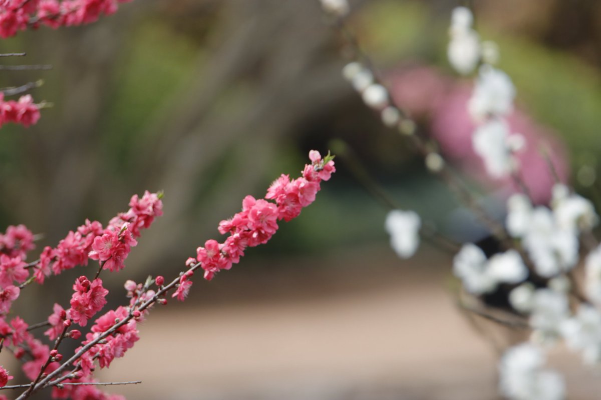 Jeffrey_Addison's tweet photo. Toowoomba Carnival of Flowers 2022
#TCOF
Sample showing..
Sat 10 and Sun 11 September
Japanese Gardens by @unisqaus https://t.co/wNc40kWDqf
