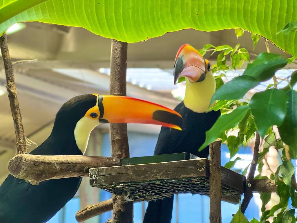 stm_734's tweet photo. https://t.co/sgwSkU5nWy✏2022.9.11
⁡
⁡久しぶりのセルバ＆デイジー

#オニオオハシ
#TocoToucan
#Ramphastostoco
#那須どうぶつ王国
#nasuanimalkingdom
#nasu_animal_kingdom https://t.co/1V4cOqqhl2
