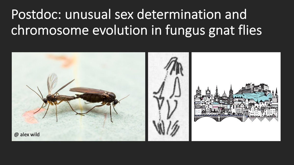 I am looking for a 1-yr postdoc to join my lab @SBSatEd in Edinburgh work on sex determination and chromosome behaviour in flies (nope not drosophila) please RT