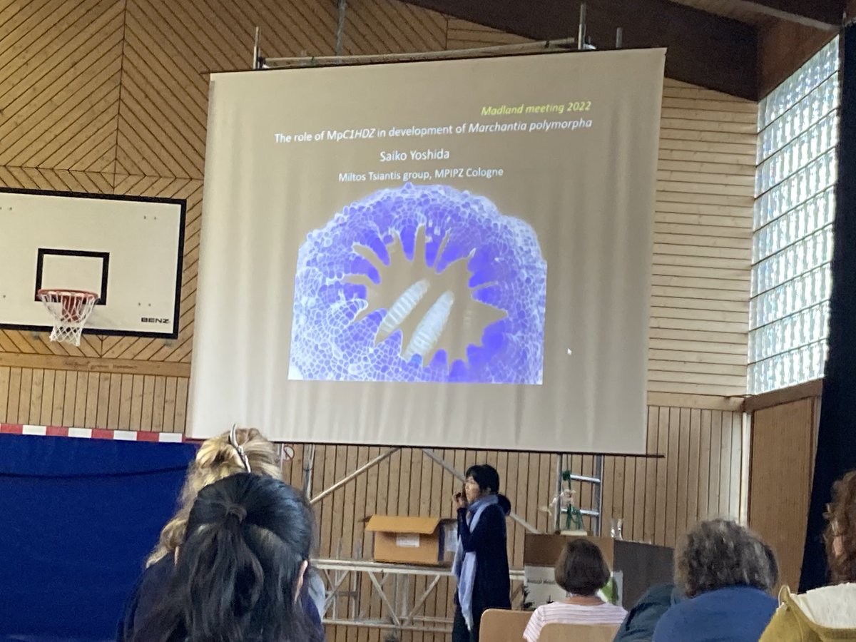 Now Saiko from Miltos group ⁦<a href="/mpipz_cologne/">MPIPZ Cologne</a>⁩ #MAdLand2022