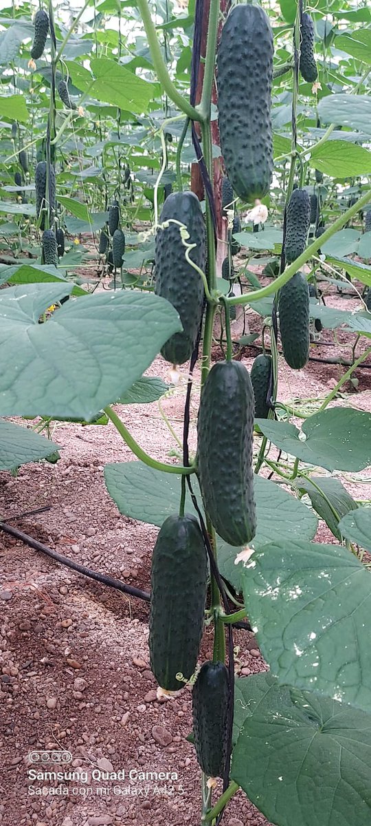 luistrillomata's tweet image. Hoy visitando este bonito cultivo de #Hakkinen de @rijkzwaanES que entra en producción esta semana. 
#FelizMiercoles 
#AgriculturaEnVena
