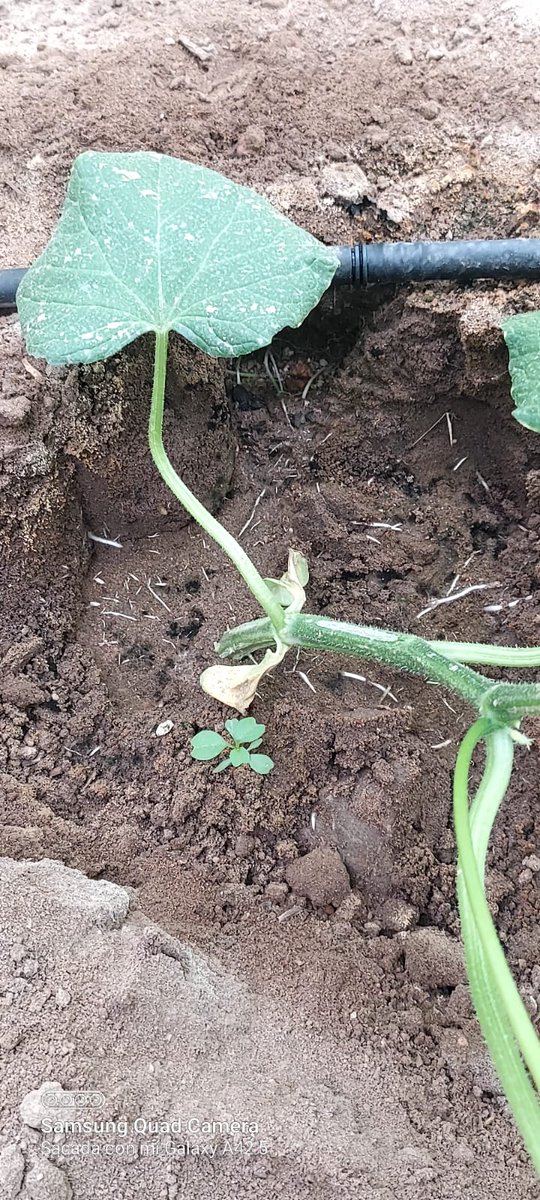 luistrillomata's tweet image. Hoy visitando este bonito cultivo de #Hakkinen de @rijkzwaanES que entra en producción esta semana. 
#FelizMiercoles 
#AgriculturaEnVena