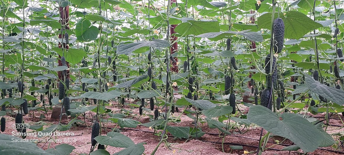 luistrillomata's tweet image. Hoy visitando este bonito cultivo de #Hakkinen de @rijkzwaanES que entra en producción esta semana. 
#FelizMiercoles 
#AgriculturaEnVena