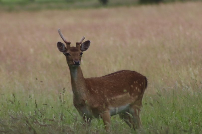 raygovier's tweet photo. @jasonrowphoto Deer at Belton House https://t.co/9z7SGK4TnH