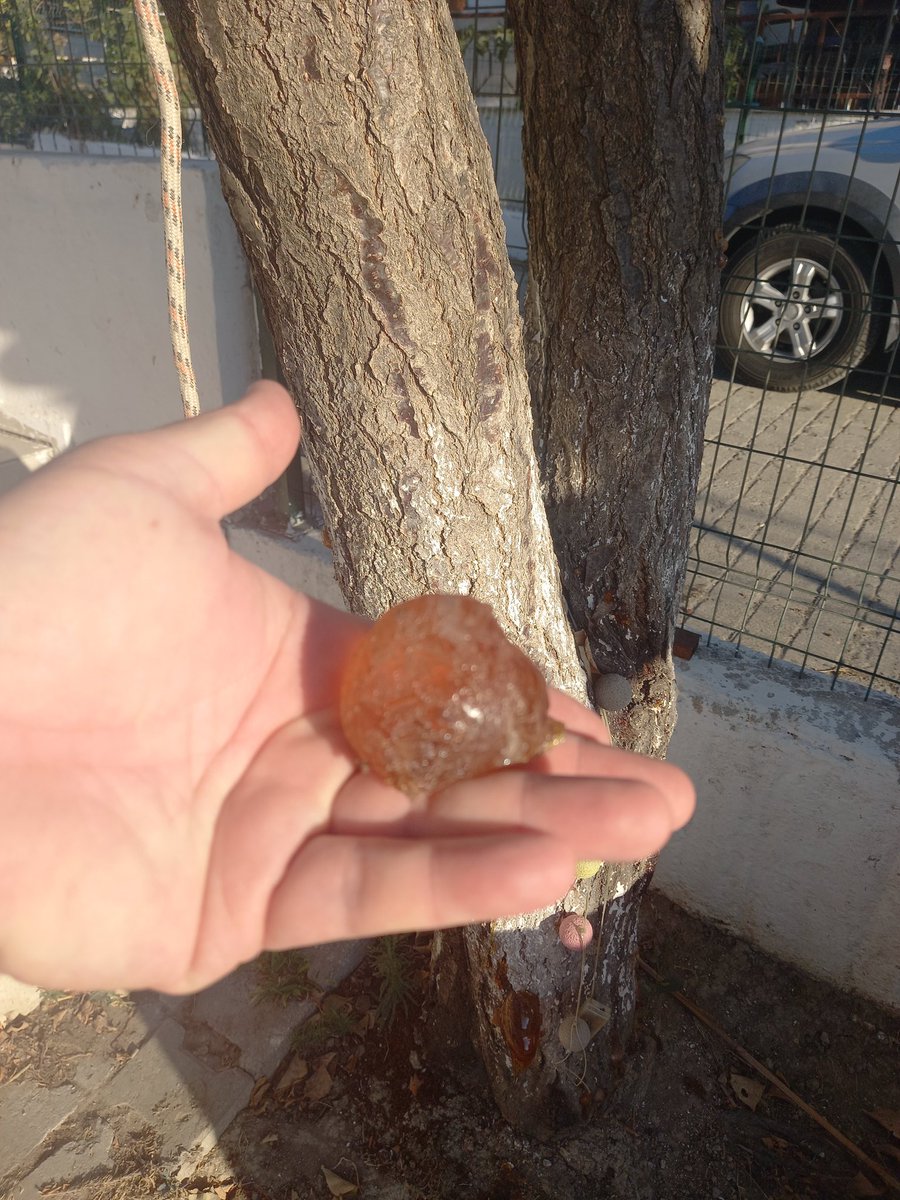Muhtemelen hayatım boyunca ne zaman kehribar görsem aklıma Fringe ve Walter Bishop gelecek.