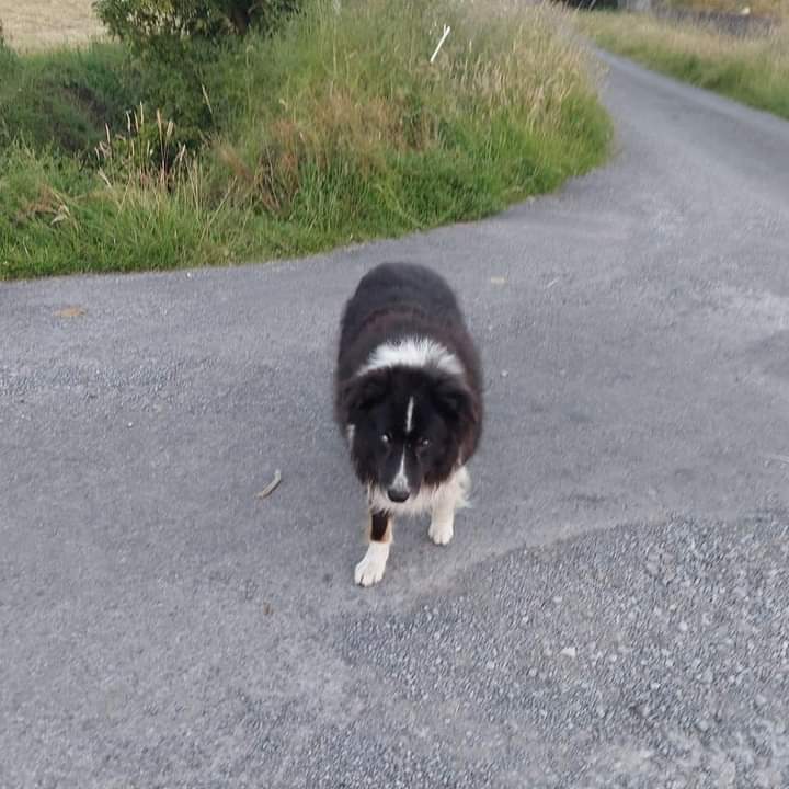JohnDaffern2's tweet photo. #Missing in #Meelick #Swinford #CoMayo #Ireland. His name is Ben he is totally #blind and very old. He is very friendly please call 087 933 1894 https://t.co/Vp4KPsx0d8
